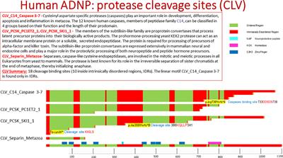 STOP Codon Mutations at Sites of Natural Caspase Cleavage Are Implicated in Autism and Alzheimer’s Disease: The Case of ADNP